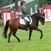 Sportuitslagen Archief – Nederlands New Forest Pony Stamboek