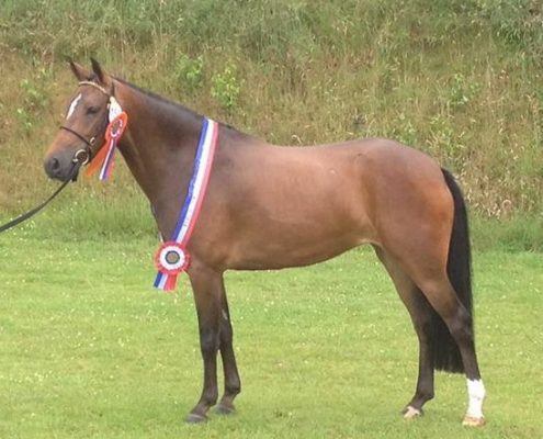 RK Regio Noord Dagkampioen Luiringe Stefanie's Fleurtje