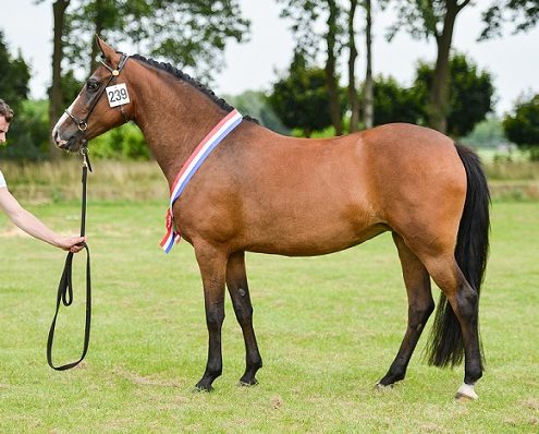 Dagkampioen RK Zuid-West 2016 Sultaatik’s Peaches Marmelade