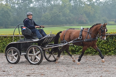 Coradin (Aladin x Ralph) behaalde in 2015 het hoogste gemiddelde puntenaantal van 8,89. Eigenaar: Dhr J.Th.M. van de Broek