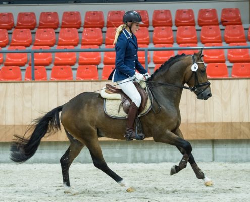 Spoekedammetjes Nick ( Jacodi’s Bo’s Barclay x Brummerhoeve’s Boss) – Verrichtingskampioen 2015